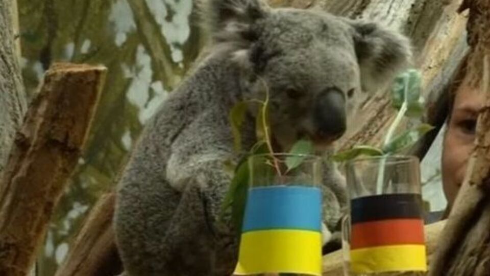 Коала Оби-Оби прогнозирует ничью в сегодняшнем матче Украина – Германия