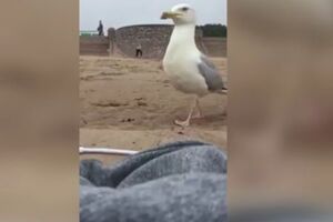 Чайка попала в кадр на "месте преступления"