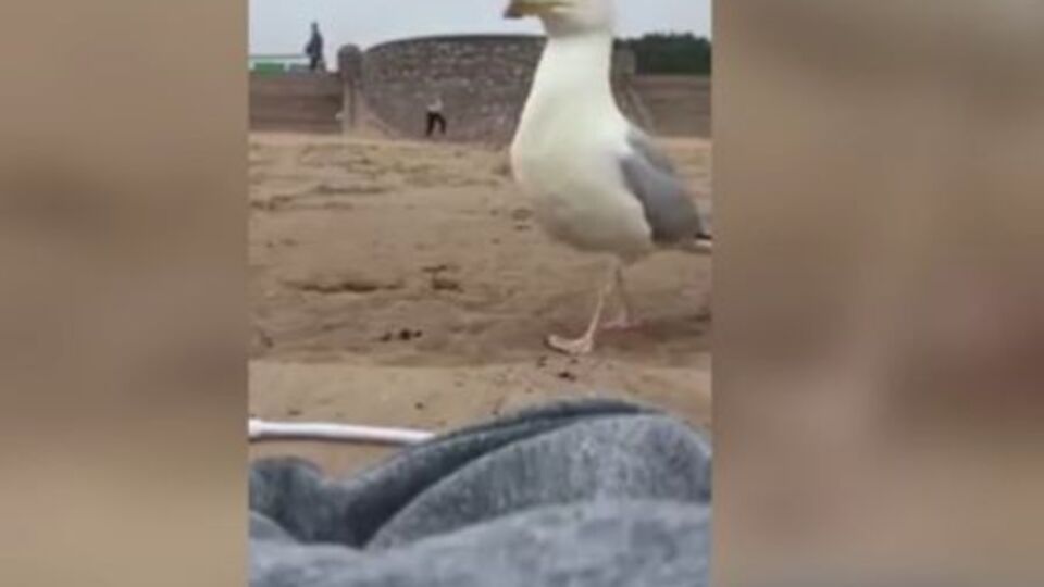 Чайка попала в кадр на "месте преступления"