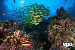 Большой Барьерный риф нуждается в срочных мерах по спасению