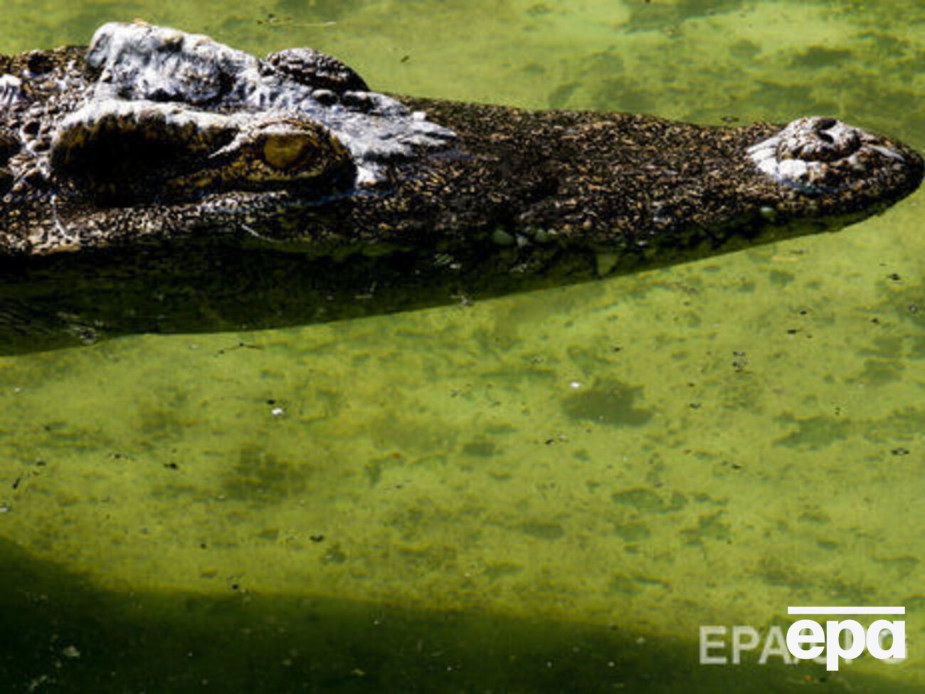В США аллигатор напал на ребенка