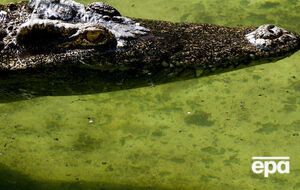 В США аллигатор напал на ребенка