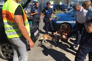 Синицын: Разбили дубинкой окно и освободили пса, еще и напоили его водой