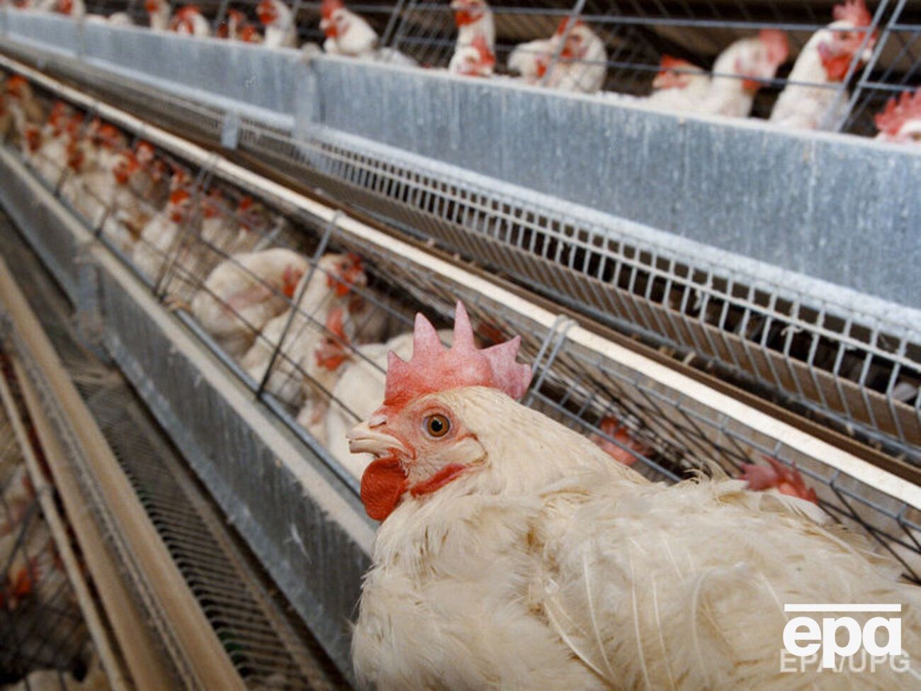 На птицефабрике под Львовом сгорели 19 695 голов живой птицы