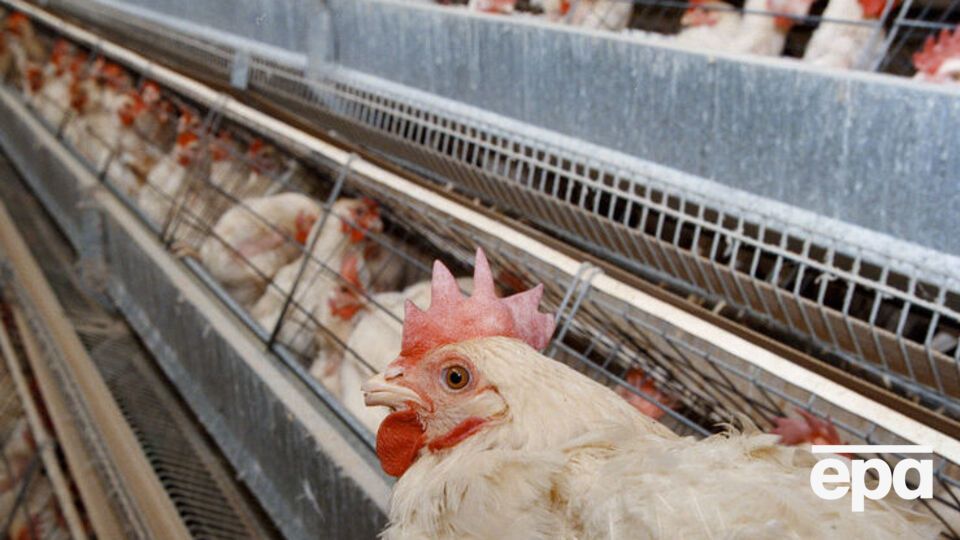 На птицефабрике под Львовом сгорели 19 695 голов живой птицы