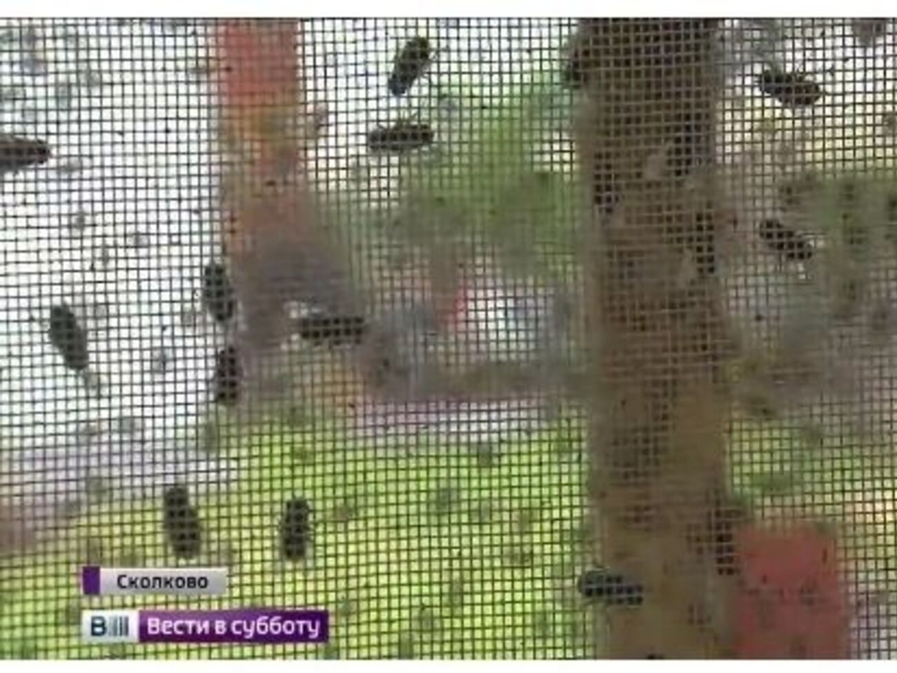 Россиянам предлагают питаться мухами