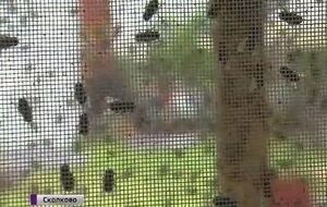 Россиянам предлагают питаться мухами