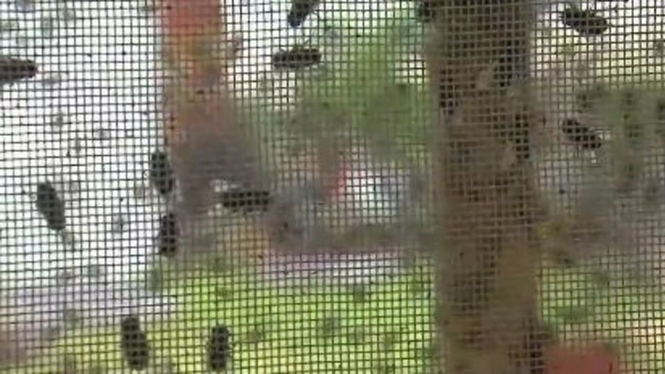 Россиянам предлагают питаться мухами