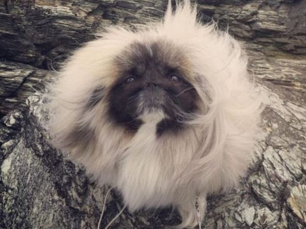 На&nbsp;страницу&nbsp;Уонтона Супа в Instagram подписаны почти 40 тыс. пользователей