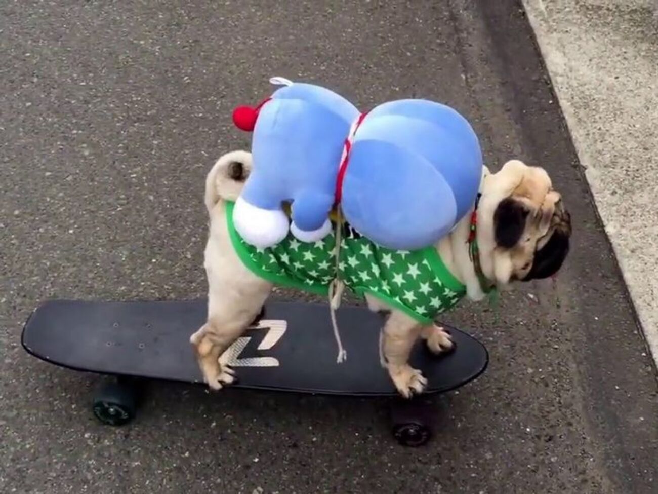 Японец ежедневно показывал, как катается на скейте его собака