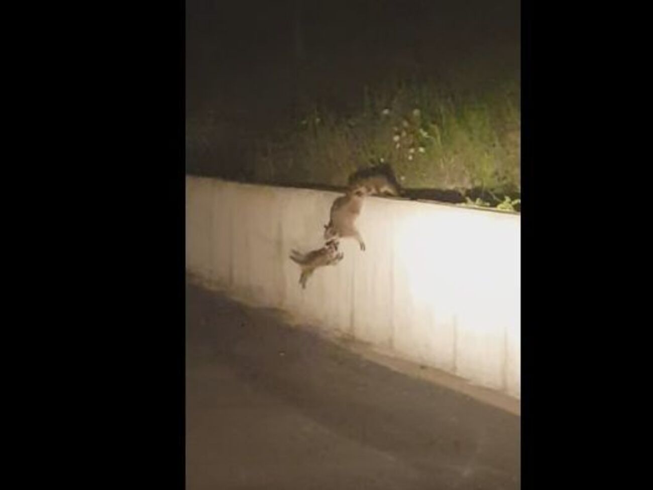 Пример слаженной командной работы животных