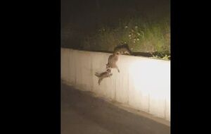 Пример слаженной командной работы животных