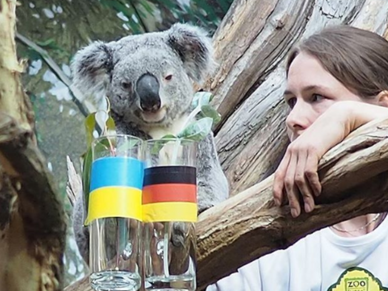 Оби-Оби не угадала исход матча Германия &ndash; Украина