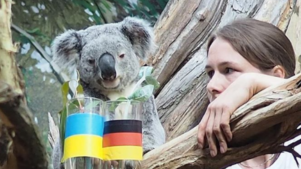 Оби-Оби не угадала исход матча Германия – Украина