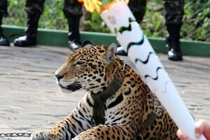 Ягуар принимал участие в эстафете олимпийского огня