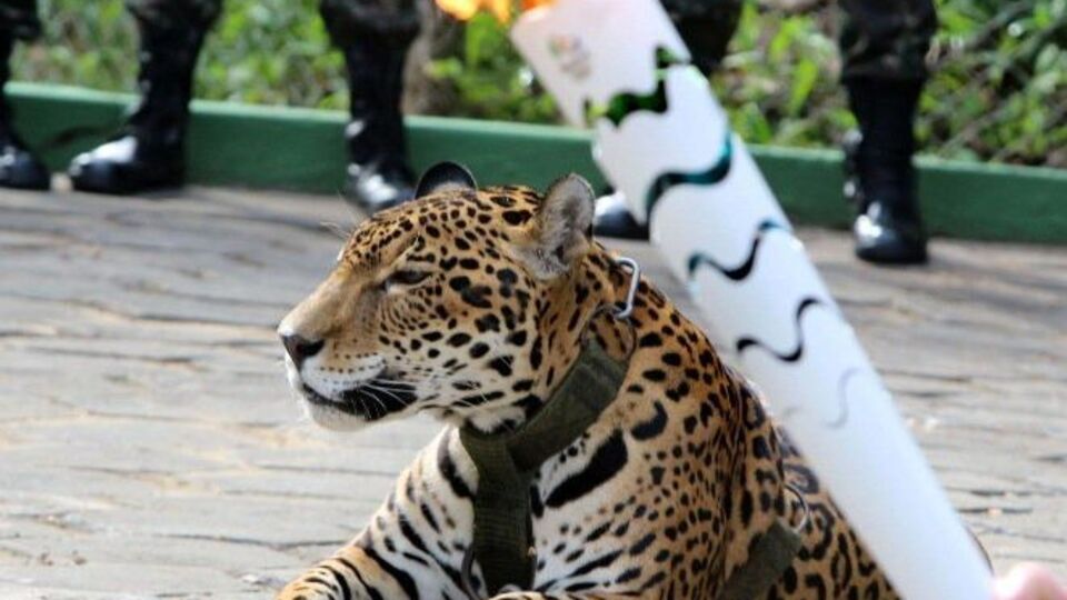 Ягуар принимал участие в эстафете олимпийского огня