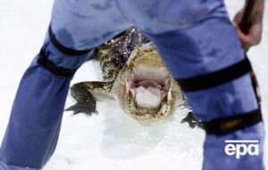 После гибели ребенка из водоемов парка развлечений Disney в Орландо были выловлены и устранены шесть больших аллигаторов