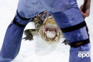 После гибели ребенка из водоемов парка развлечений Disney в Орландо были выловлены и устранены шесть больших аллигаторов
