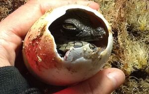 Крокодильчики "жизнерадостные и всегда в тонусе"