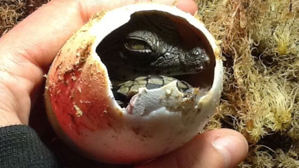 Крокодильчики "жизнерадостные и всегда в тонусе"