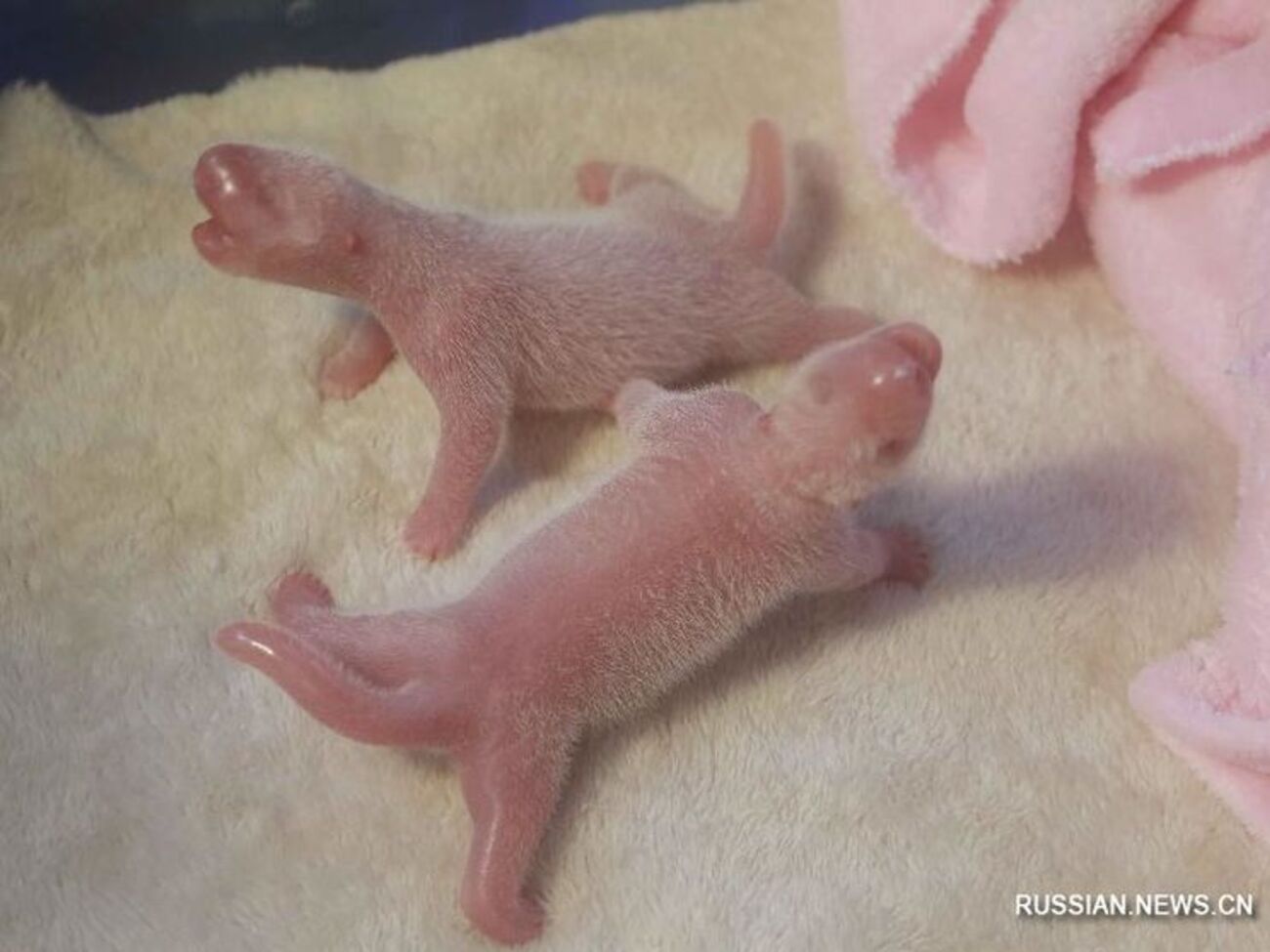 В Китае родились панды-двойняшки