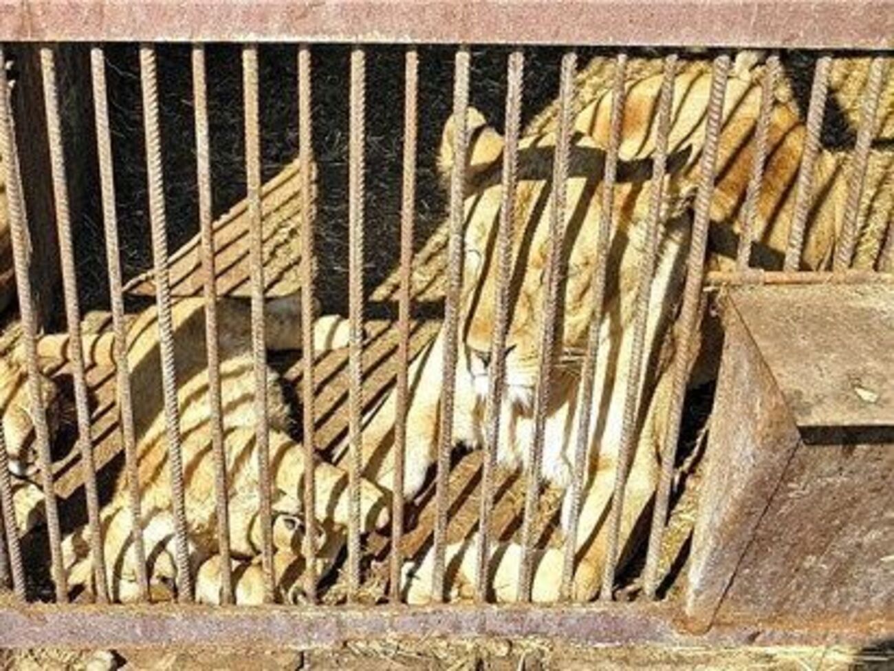 Полиция проверяет соблюдение правил безопасности и условия содержания животных в зверинце