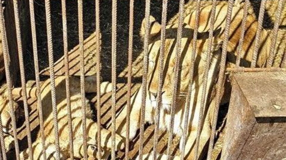 Полиция проверяет соблюдение правил безопасности и условия содержания животных в зверинце