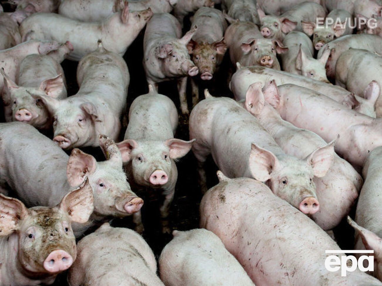 Ферма потеряла половину поголовья