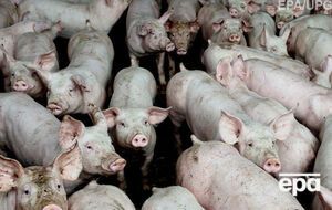 Ферма потеряла половину поголовья