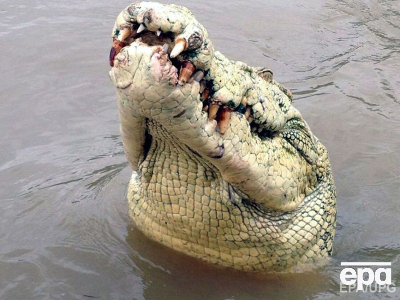 Впервые за семь лет крокодил в Австралии съел человека