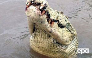 Впервые за семь лет крокодил в Австралии съел человека
