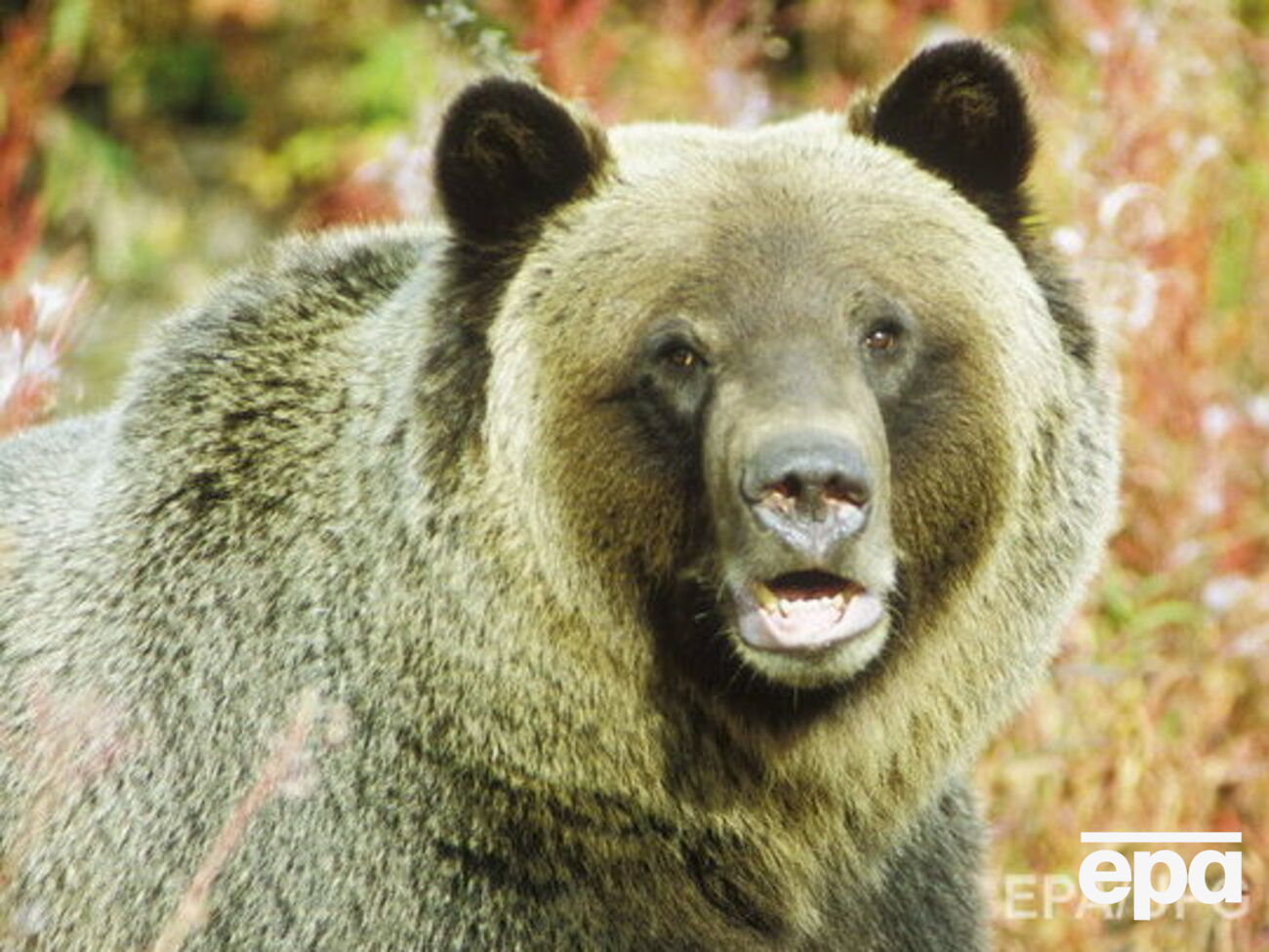 Гризли напал на велосипедиста