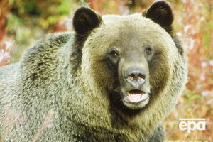 Гризли напал на велосипедиста