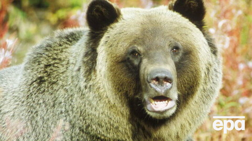 Гризли напал на велосипедиста