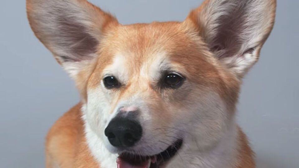 Корги стал героем видео о красоте собак