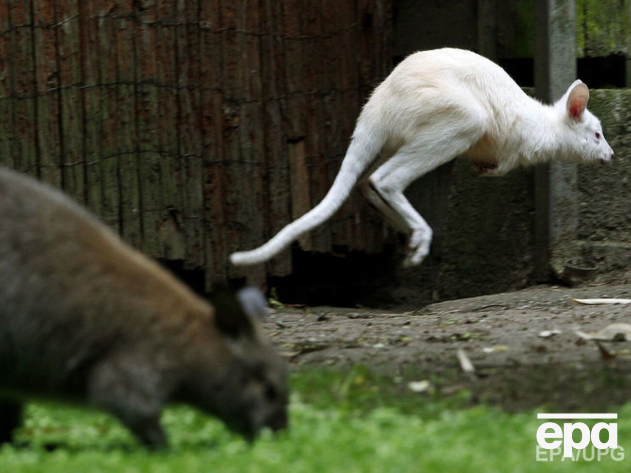 Сумчатых хотели превратить в живые бомбы