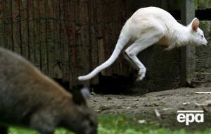 Сумчатых хотели превратить в живые бомбы