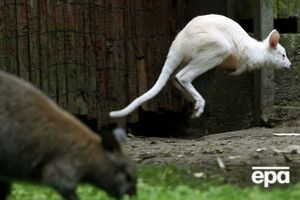 Сумчатых хотели превратить в живые бомбы