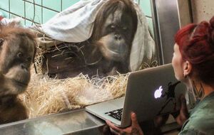 Самки Синта и Конни оценивают потенциальных женихов