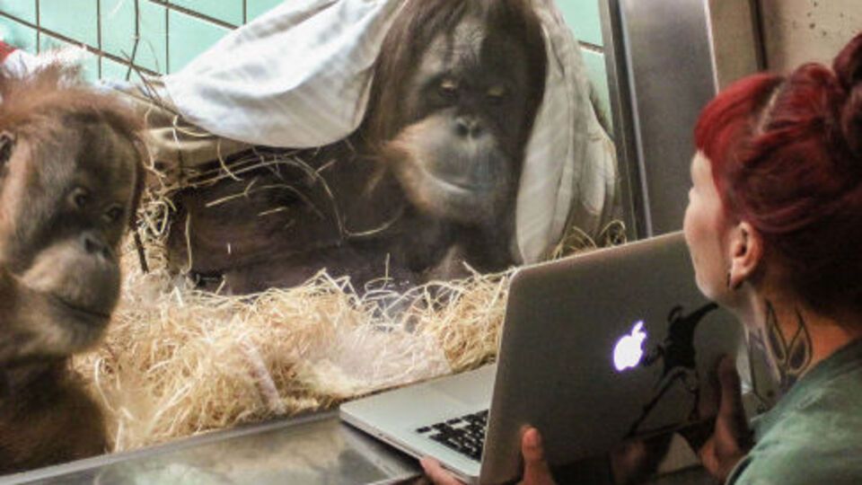 Самки Синта и Конни оценивают потенциальных женихов