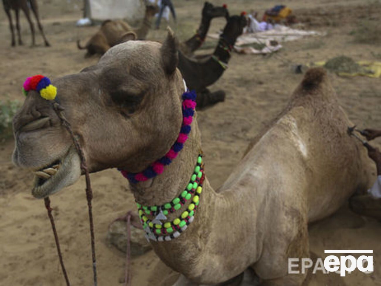 Происшествие со стадом верблюдов случилось на дороге Большая Сеитовка &ndash;&nbsp;Ватажное &ndash; граница Республики Казахстан