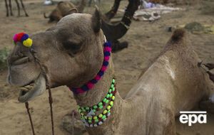 Происшествие со стадом верблюдов случилось на дороге Большая Сеитовка – Ватажное – граница Республики Казахстан