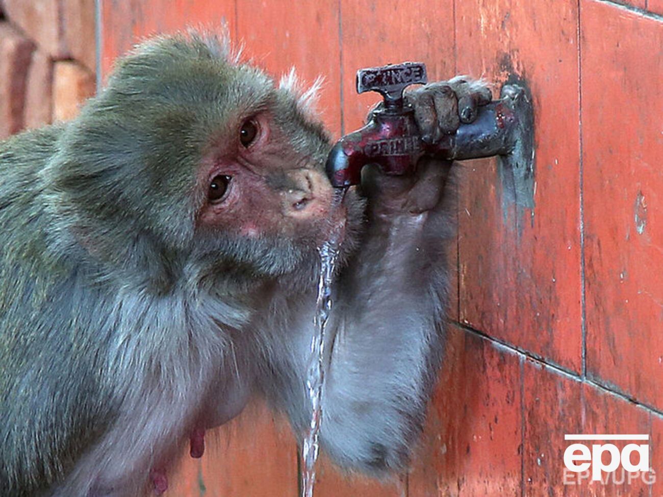 Обезьяна обесточила Кению