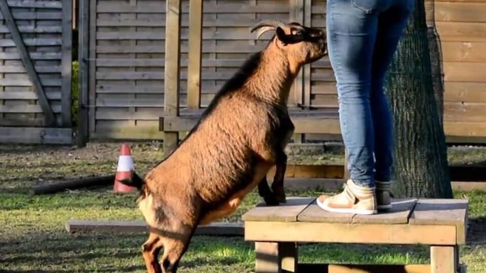 Козлы бельгийки Вербо выполняют трюки, которые обычно свойственны собакам