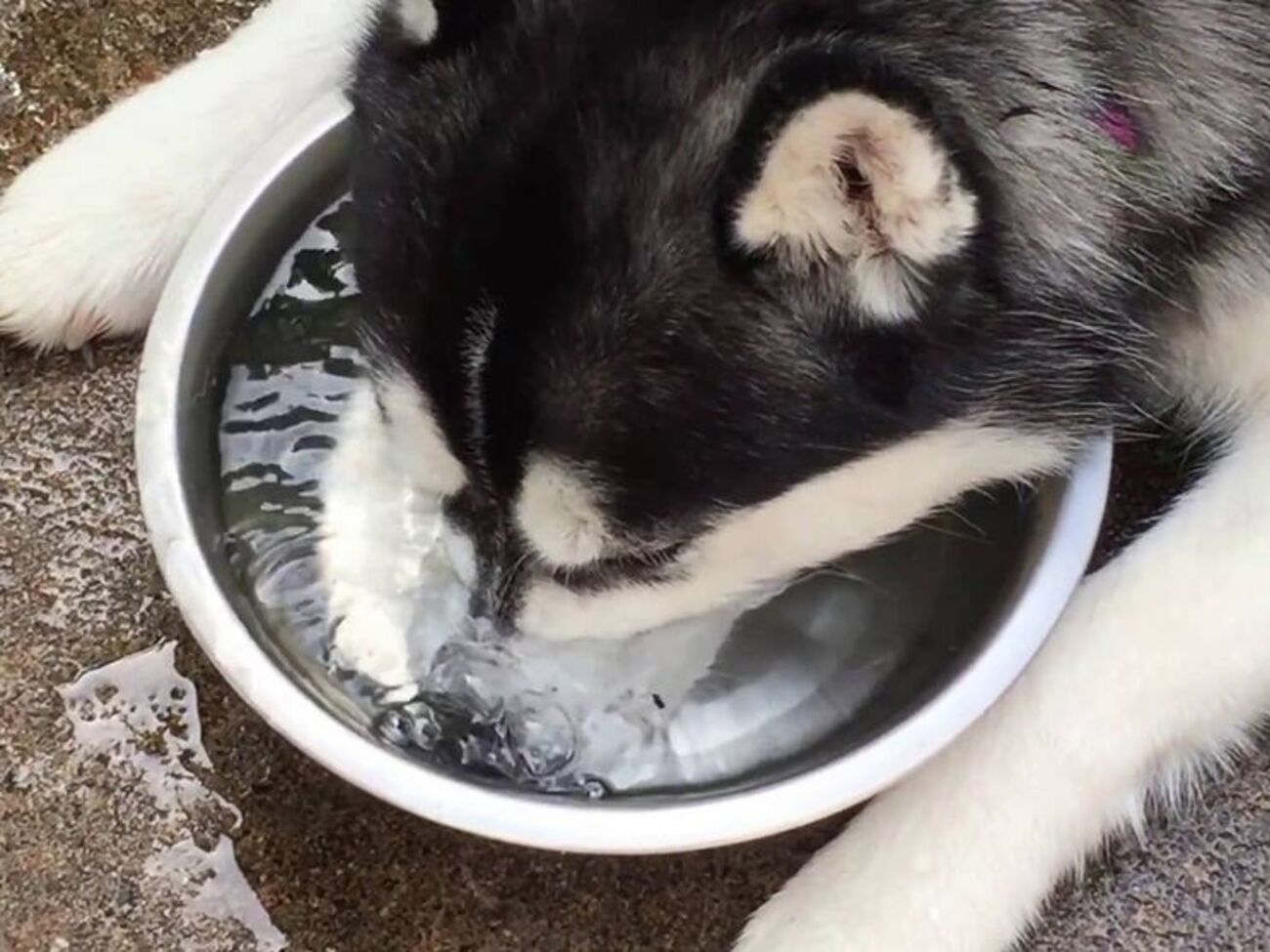 Хаска забавляется с пузырями на воде