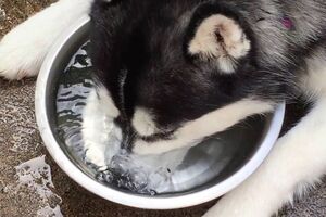 Хаска забавляется с пузырями на воде