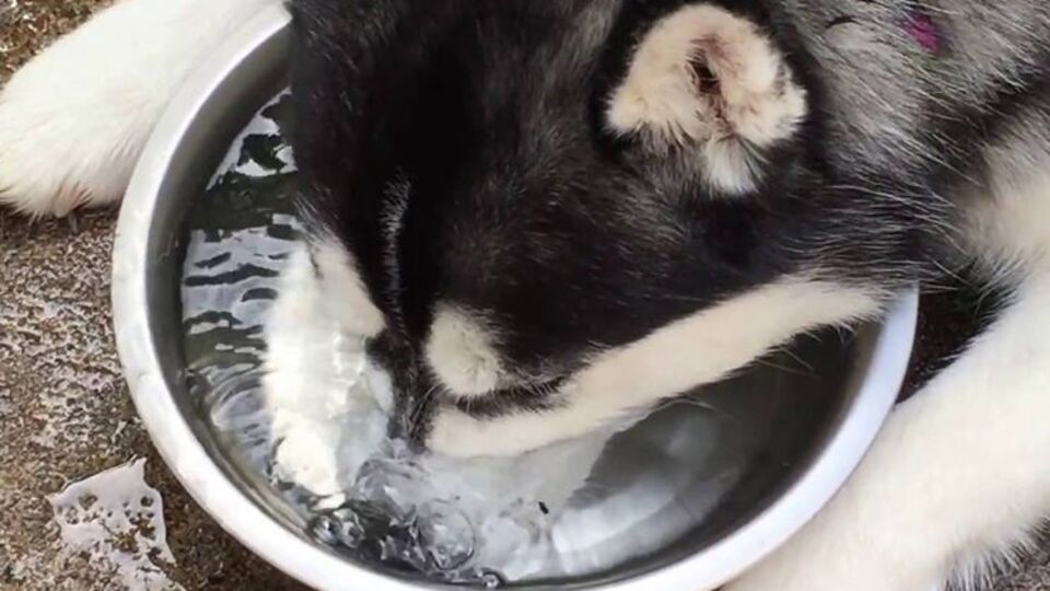 Хаска забавляется с пузырями на воде