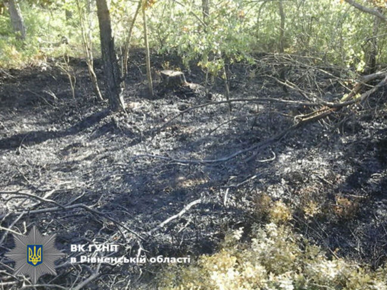 Два злоумышленника намеревались сжечь в лесу подростка