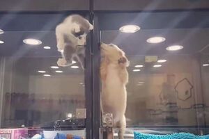 Котенок перелез через ограждение в зоомагазине