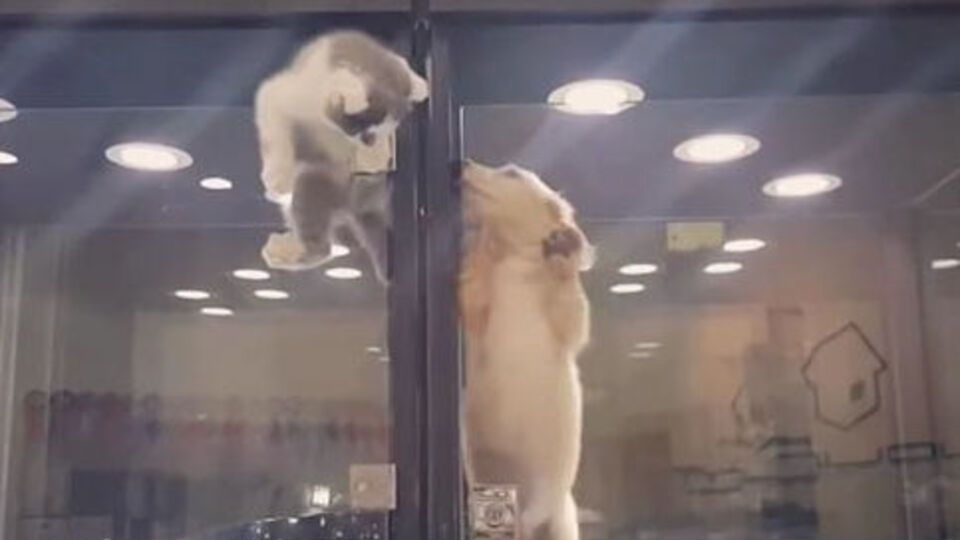 Котенок перелез через ограждение в зоомагазине